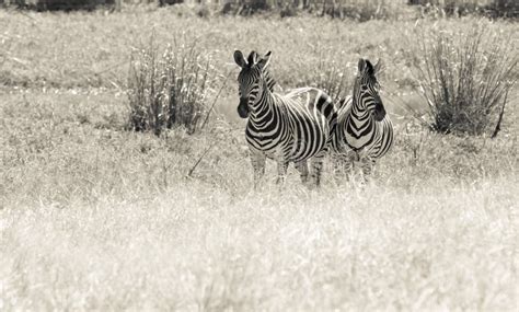 Herd of zebras stock photo. Image of toed, africa, equidae - 175336834