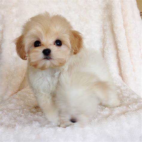 Teacup malti poo puppy Poodle Maltese Mix! - iHeartTeacups