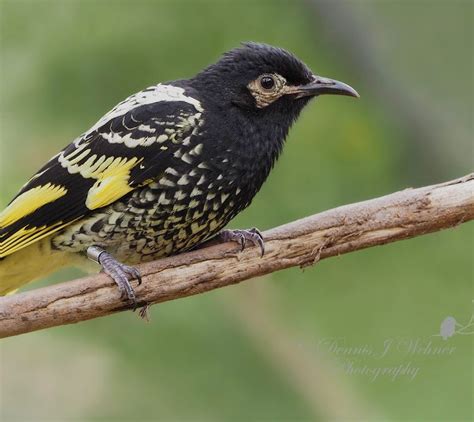 Regent Honeyeater - Moonlit Sanctuary