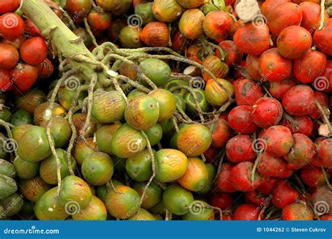 Pejibaye at outdoor market stock photo. Image of pejibaye - 1044262