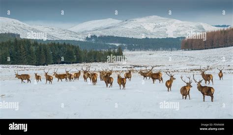 Red Deer in Scotland Stock Photo - Alamy