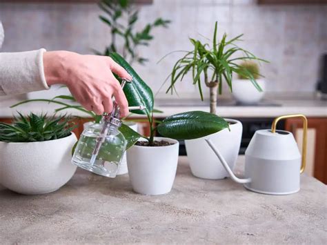 Mastering Indoor Plant Cuttings: A Complete Guide