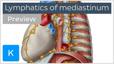 Neck Anatomy Lymph Nodes - Anatomical Charts & Posters