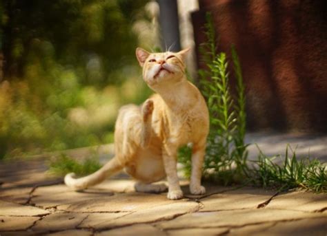 Cat Skin Allergies and Dermatitis: Causes and Treatment | PetMD