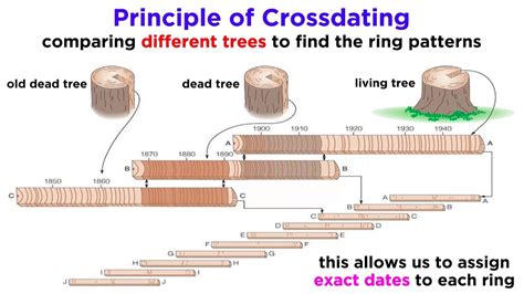 Core Principles and Concepts of Dendrochronology - YouTube