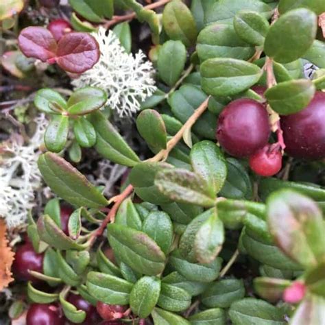 Winter Foraging: 65+ Wild Foods to Find in the Cold - An Off Grid Life