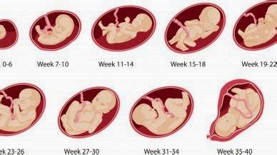 One Week Pregnancy Symptoms | Pregnant Symptoms | Baby Pregnant