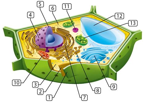 Simple Plant Cell Structure