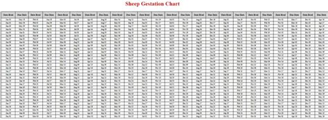 Sheep Gestation Calculator & Chart {Printable} - Livestocking