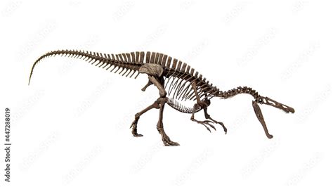 Fossil skeleton of Dinosaur Suchomimus isolated on white background ...