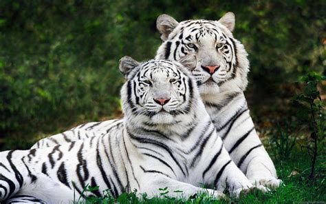 80 White Tiger Wallpaper Hd 1080p Download Images - MyWeb