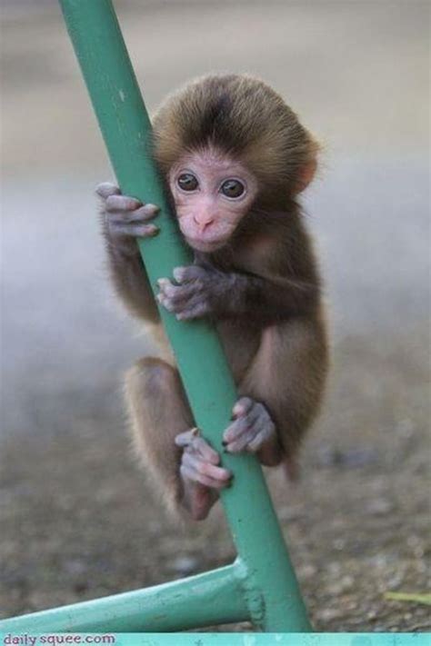 50 Adorable Baby Monkey Pictures That You Must See - Tail and Fur