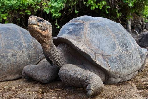 Photographing with Kathy Adams Clark: Galapagos Tortoise