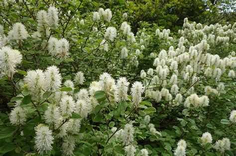 Fothergilla — An Outstanding Choice for Fall Color | Piedmont Master ...