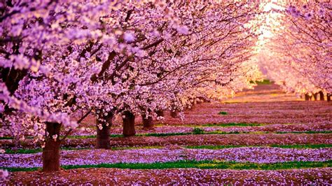 Desktop Cherry Blossom Wallpaper | WhatsPaper