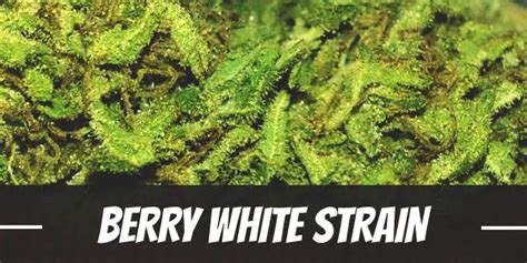 Berry White Cannabis Strain Information & Review - ILGM