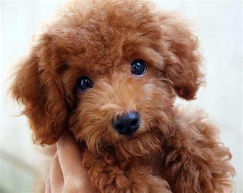 Brown poodle puppy images.JPG