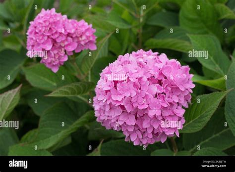 Hydrangea macrophylla 'Bailmer' Endless Summer Stock Photo - Alamy