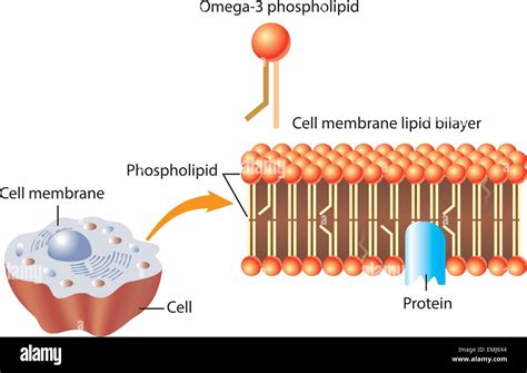 Omega-3 Phospholipid and skin cell membrane lipid layer structure Stock ...