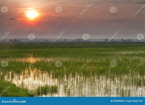 Padi Field sunrise stock photo. Image of village, sunrise - 34384002