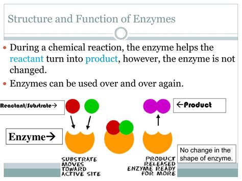 Enzymes Structure Of An Enzyme And Their Use Chemistry