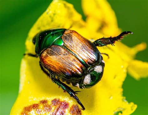 Are Japanese Beetles Poisonous to Dogs? Can Dogs Eat Japanese Beetles?