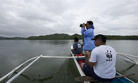 Irrawaddy Dolphin | Species | WWF