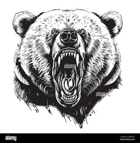 Angry bear face sketch hand drawn Grizzly bear illustration Stock ...