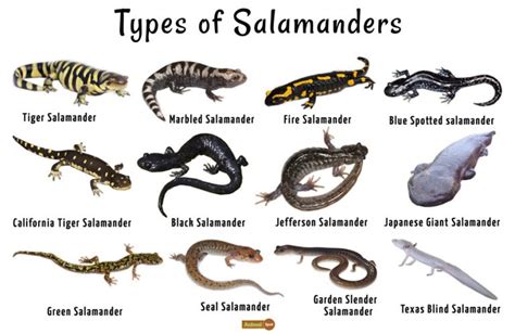 Salamander - Facts, Habitat, Life Cycle, Diet and Pictures