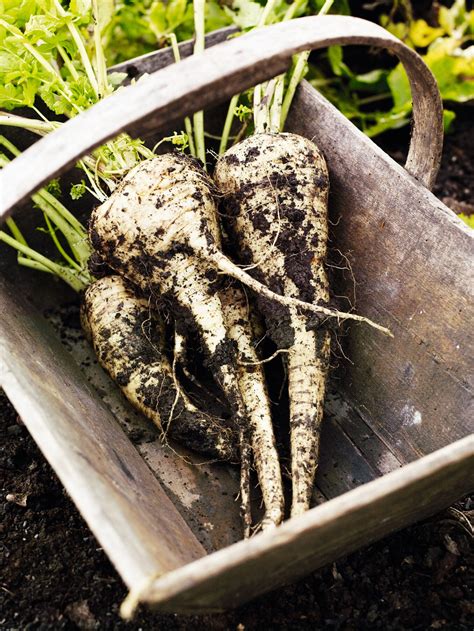 Winter vegetables to grow for a longer crop - Gardens Illustrated