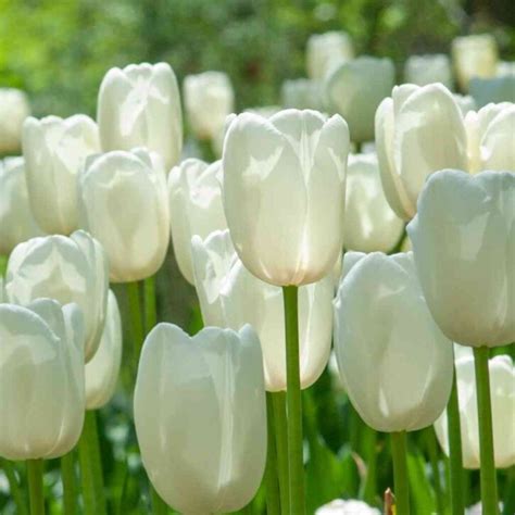 10 ý nghĩa hoa tulip trắng phổ biến nhất