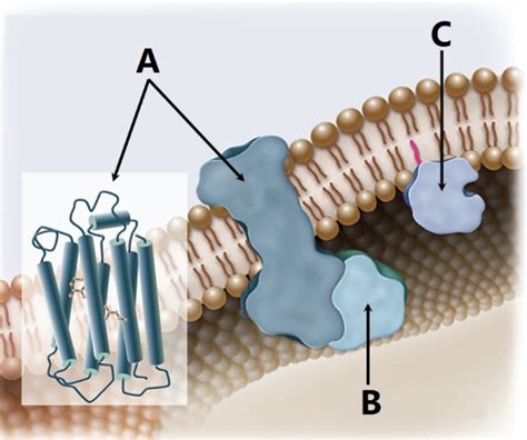 Phospholipid Bilayer and Membrane Proteins combined (Chapter 5 ...