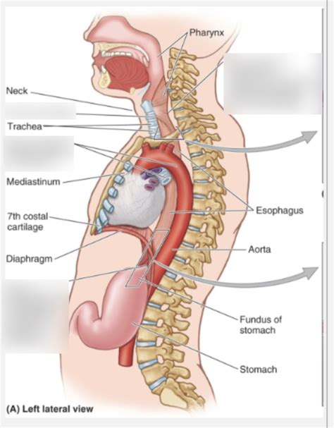 Esophagus Diagram | Quizlet