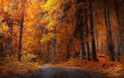 Autumn Forest Road wallpapers