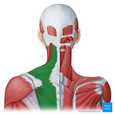 Trapezius Myalgia - Physiopedia