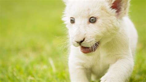 White Lion Cub wallpaper | cute | Wallpaper Better