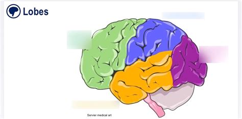 Brain lobes Diagram | Quizlet