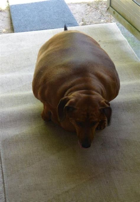 Fat Wiener Dog Meme - Goimages Lab