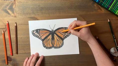 Butterfly Drawing Tutorial Realistic Butterfly With Coloured Pencils