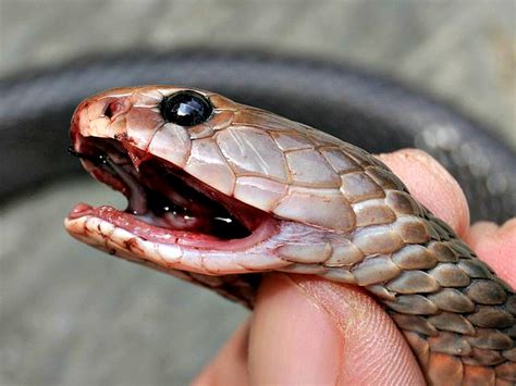 Spitting Cobra Facts You Need to Know! | Always Learning!