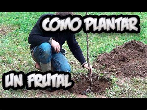 Plantar árboles frutales 【AL DETALLE】