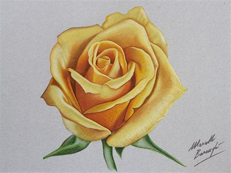 Marcello Barenghi: Yellow rose drawing