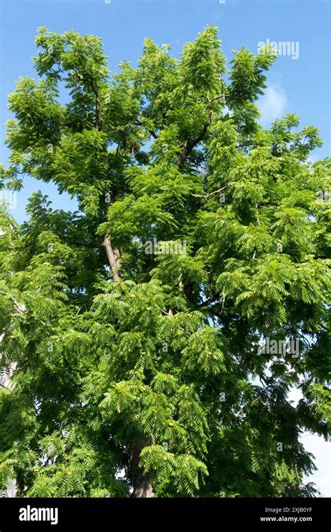 Eastern Black Walnut Tree Juglans nigra Stock Photo - Alamy