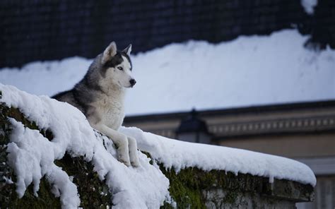 Husky in the snow Wallpaper 4k HD ID:11146