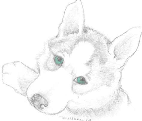 Baby Husky Coloring Pages at GetColorings.com | Free printable ...