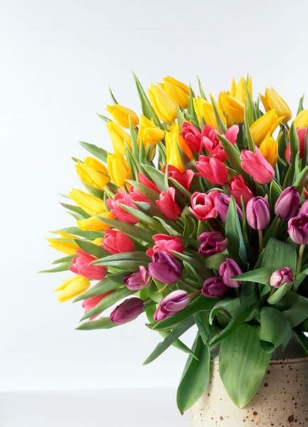 Tulip bouquet hd picture Free stock photos in Image format: jpg, size ...