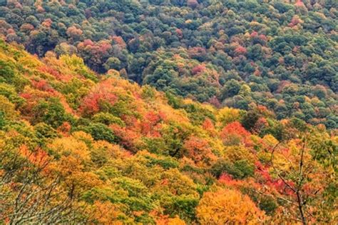 Fall Foliage | Great Smoky Mountains Guide