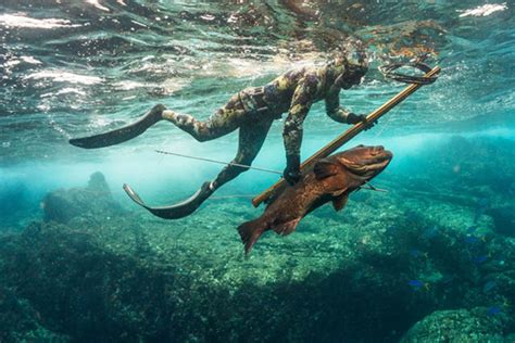 Yes, Spearfishing is Ethical, Humane & Environmentally Friendly - The V ...