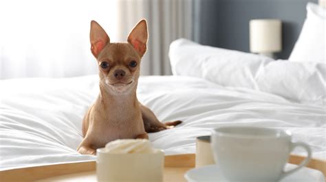 The Best Pet-Friendly Hotel Chains Across The US