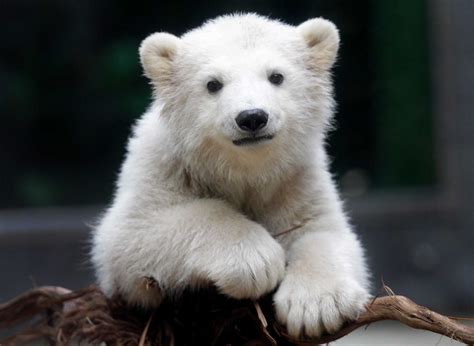 Anori: Zoo's impossibly cute polar bear cub - Times Union